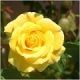 yellow_rose_185743_large